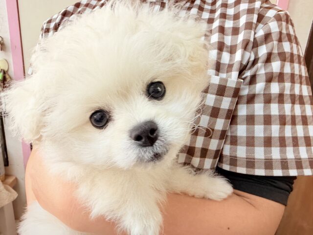 ハーフ犬(ペキニーズ✖️ビションフリーゼ)女の子♪ふわもこシュークリーム☁️ ペキビション