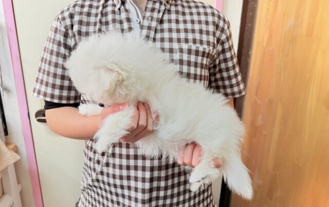 ハーフ犬(ペキニーズ✖️ビションフリーゼ)女の子♪ふわもこシュークリーム☁️ ペキビション