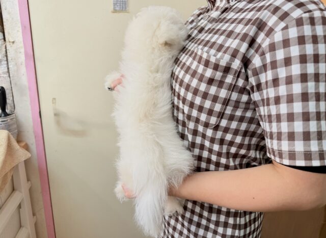 ハーフ犬(ペキニーズ✖️ビションフリーゼ)女の子♪ふわもこシュークリーム☁️ ペキビション