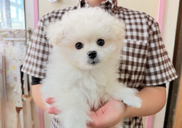 ハーフ犬(ペキニーズ✖️ビションフリーゼ)女の子♪ふわもこシュークリーム☁️ ペキビション