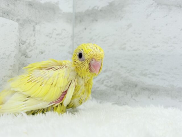 サザナミインコ