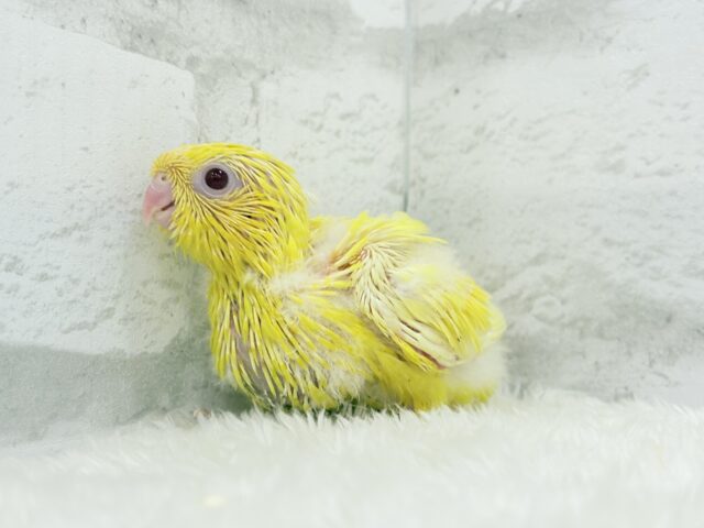 サザナミインコ