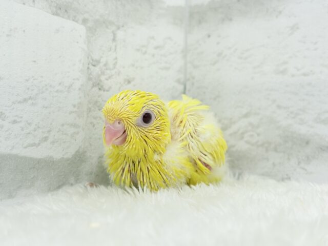 サザナミインコ