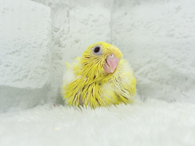 サザナミインコ