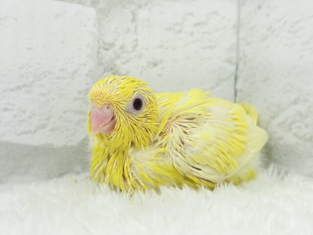 サザナミインコ