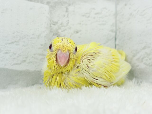 サザナミインコ