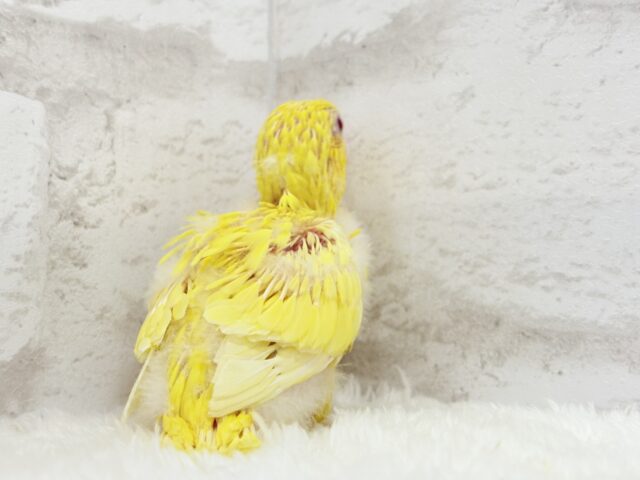 サザナミインコ