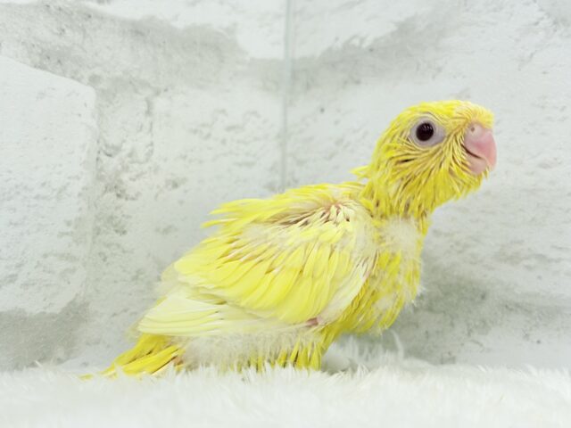 サザナミインコ