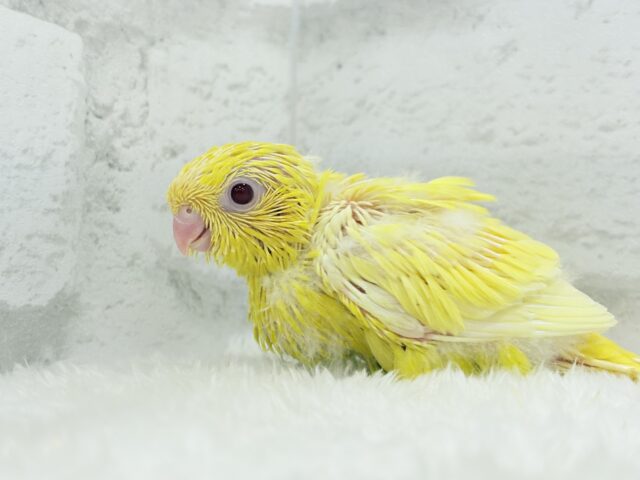 サザナミインコ