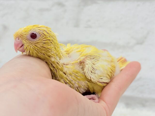 サザナミインコ