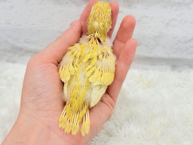 サザナミインコ