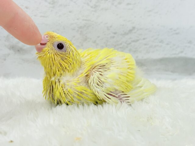 サザナミインコ