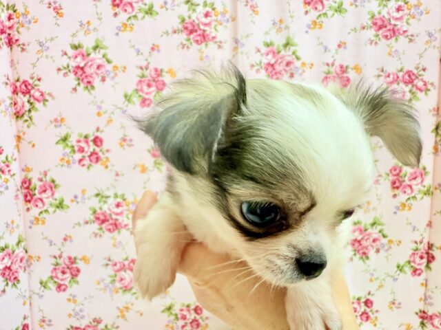 チワワ(フォーン&ホワイト)女の子♪尻尾ぶんぶん!お転婆ちゃん♪ チワワ