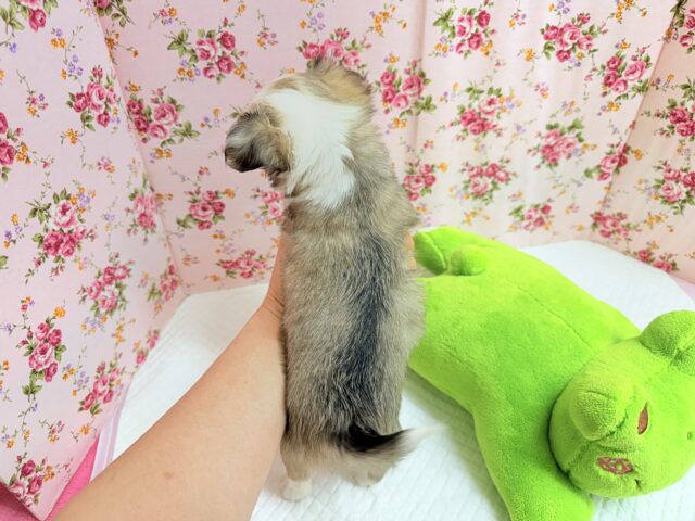 チワワ(フォーン&ホワイト)女の子♪尻尾ぶんぶん!お転婆ちゃん♪ チワワ