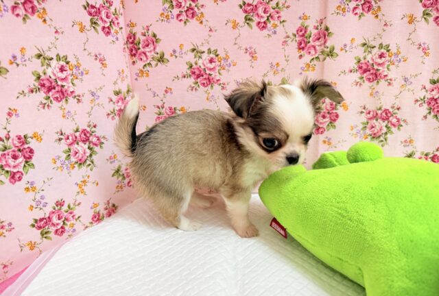 チワワ(フォーン&ホワイト)女の子♪尻尾ぶんぶん!お転婆ちゃん♪ チワワ