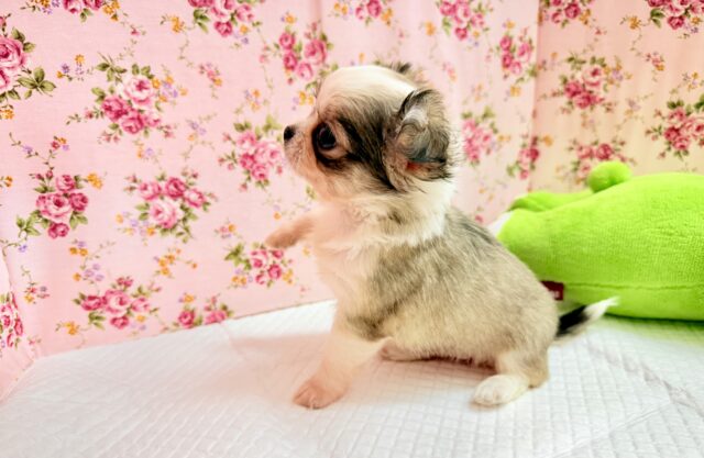 チワワ(フォーン&ホワイト)女の子♪尻尾ぶんぶん!お転婆ちゃん♪ チワワ