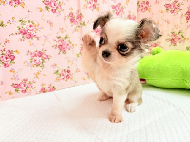 チワワ(フォーン&ホワイト)女の子♪尻尾ぶんぶん!お転婆ちゃん♪ チワワ