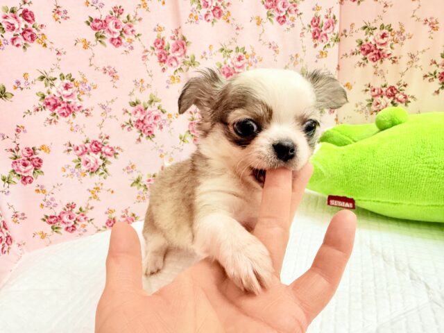 チワワ(フォーン&ホワイト)女の子♪尻尾ぶんぶん!お転婆ちゃん♪ チワワ