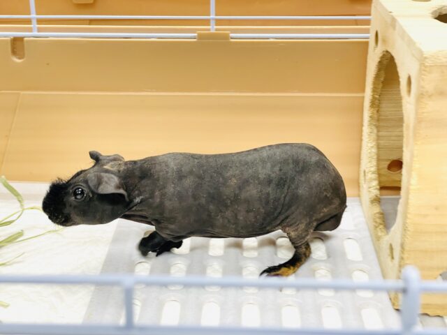 スキニーギニアピッグ