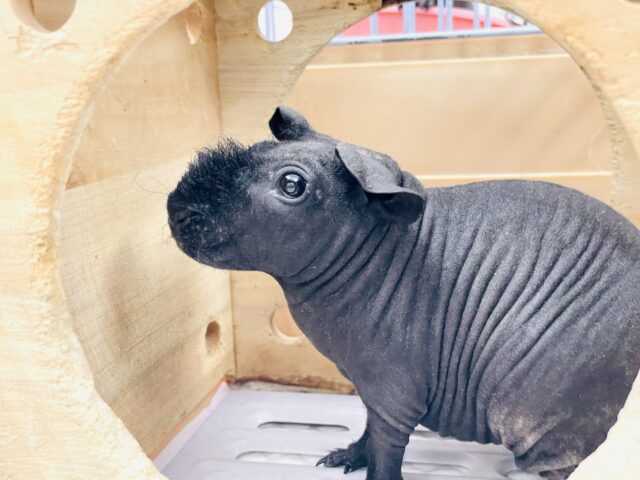 スキニーギニアピッグ