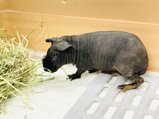 スキニーギニアピッグ