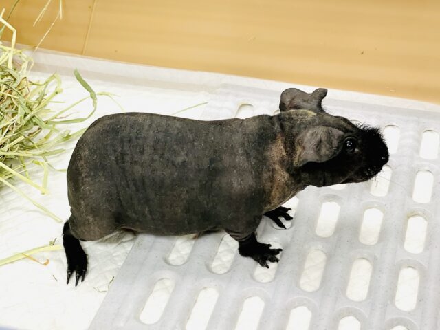 スキニーギニアピッグ