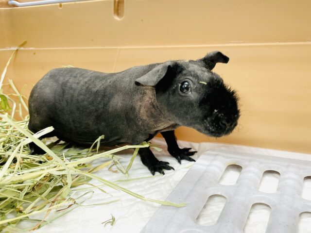 スキニーギニアピッグ