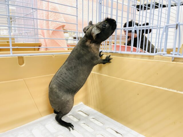 スキニーギニアピッグ