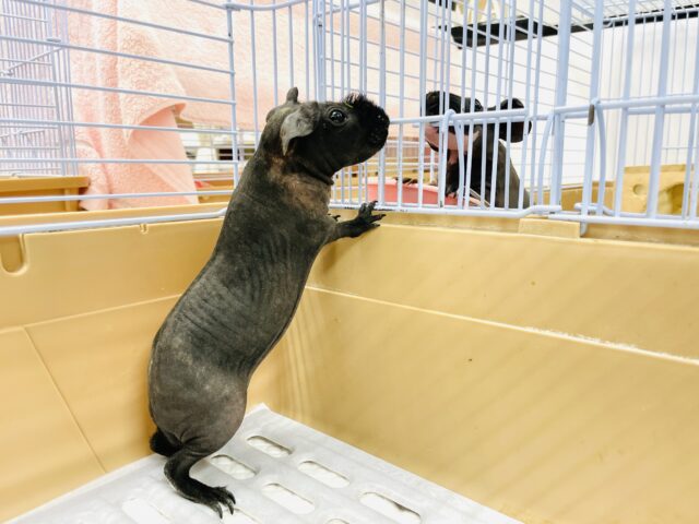 スキニーギニアピッグ