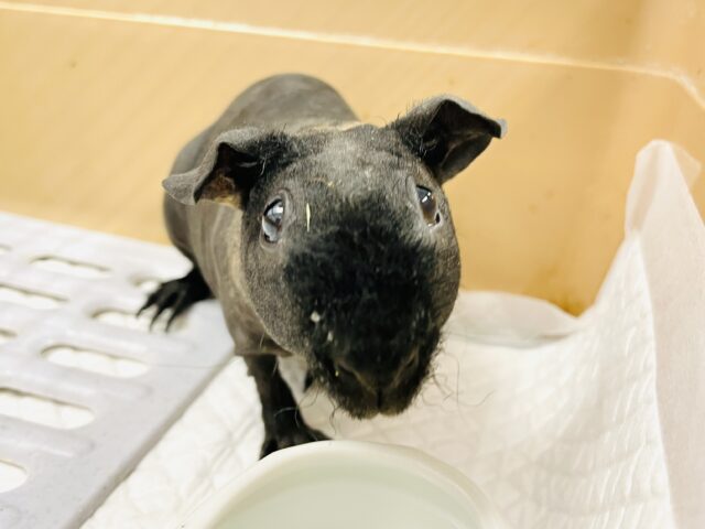 スキニーギニアピッグ