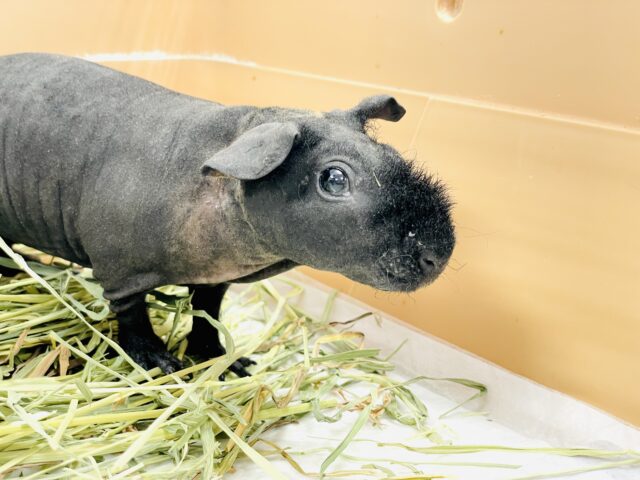 スキニーギニアピッグ