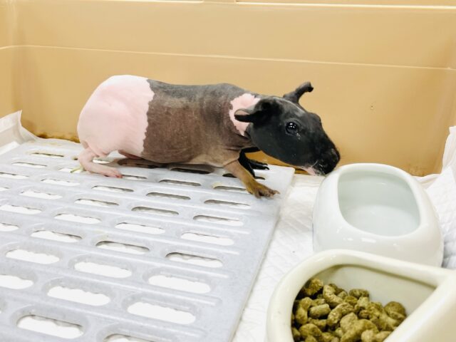 スキニーギニアピッグ