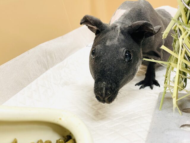 スキニーギニアピッグ