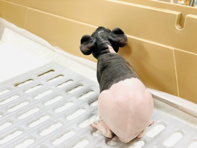 スキニーギニアピッグ