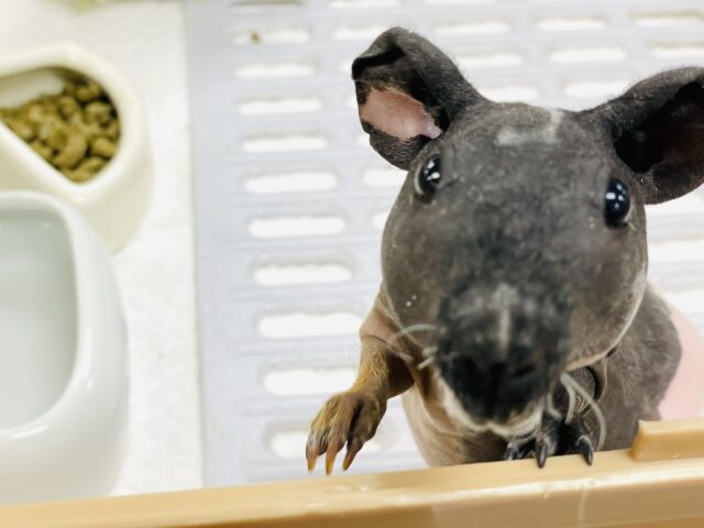 スキニーギニアピッグ