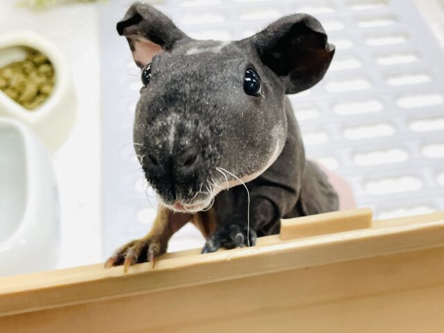 スキニーギニアピッグ