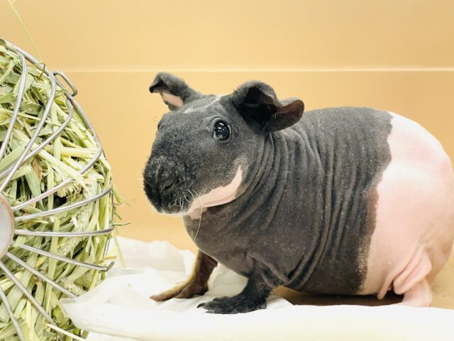 スキニーギニアピッグ