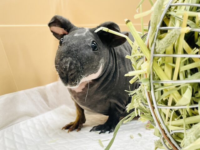 スキニーギニアピッグ