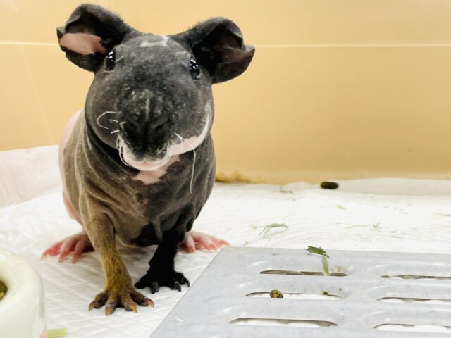 スキニーギニアピッグ