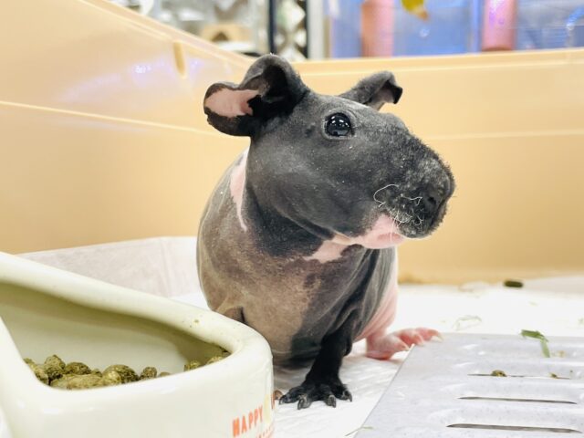 スキニーギニアピッグ