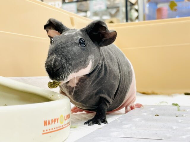 スキニーギニアピッグ