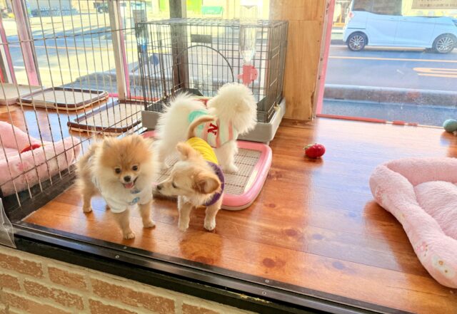 最新画像📸ポメラニアン(オレンジ)男の子♫ちみっこ毛玉ちゃん💕 ポメラニアン