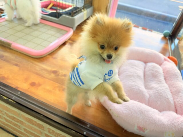 最新画像📸ポメラニアン(オレンジ)男の子♫ちみっこ毛玉ちゃん💕 ポメラニアン