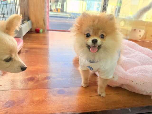 最新画像📸ポメラニアン(オレンジ)男の子♫ちみっこ毛玉ちゃん💕 ポメラニアン