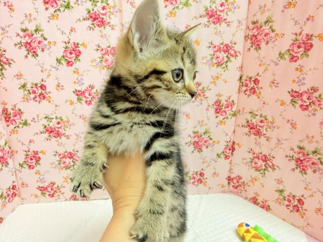 アメリカンショートヘア