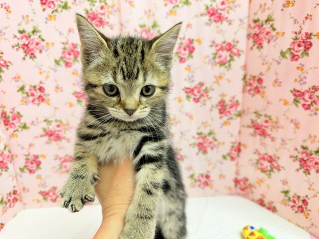 アメリカンショートヘア