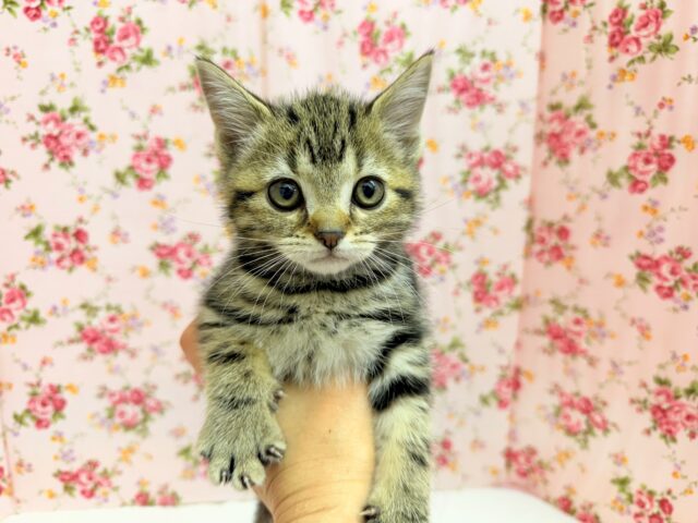 アメリカンショートヘア