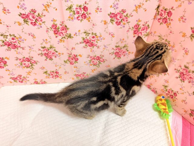 アメリカンショートヘア