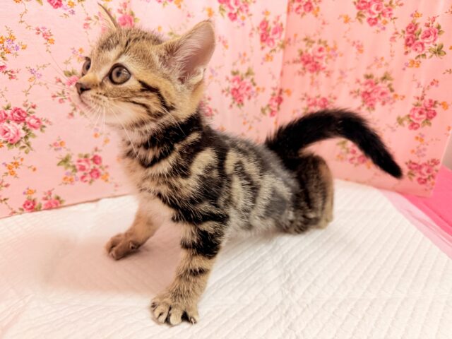 アメリカンショートヘア