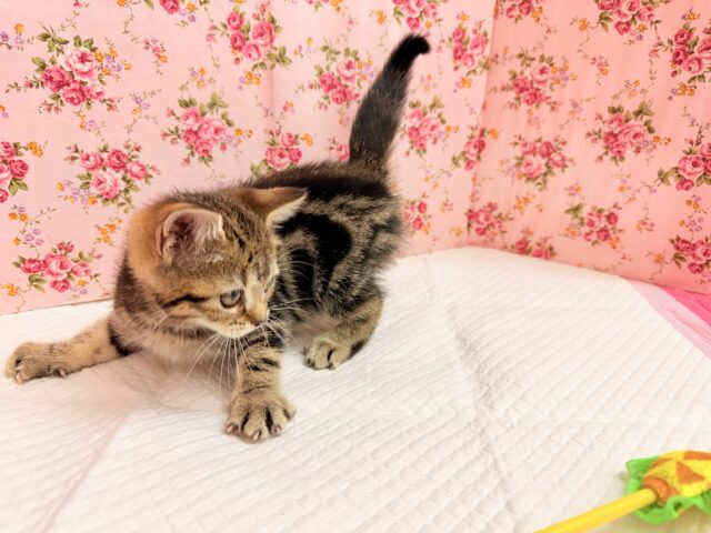 アメリカンショートヘア